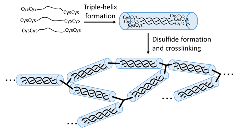 人工コラーゲン模式図